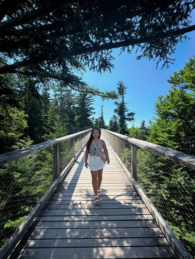 🌲Black Forest Tree Top Walk 🇩🇪