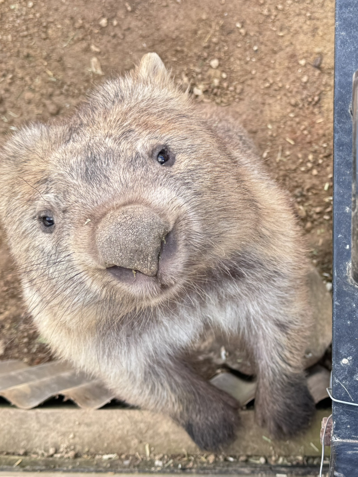 Sweet Wombat encounter at Taralga Wildlife Park