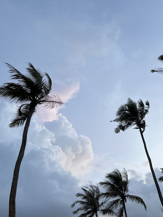 🌴斯里蘭卡最美打卡山丘｜Mirissa Coconut Tree Hill 日出日落全攻略 