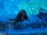 Shanghai Haichang Ocean Park สวนสัตว์น้ำเซี่ยงไฮ้
