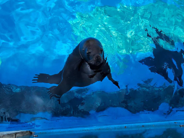 Shanghai Haichang Ocean Park สวนสัตว์น้ำเซี่ยงไฮ้