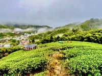 雲嘉連峰縱走巡禮～看茶園賞雲海及鐵道