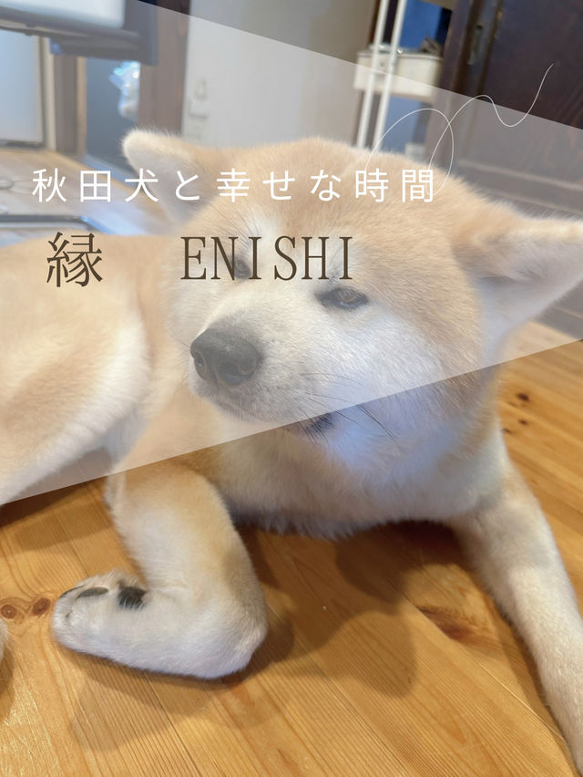 【秋田県🇯🇵】あなただけのハチ公物語がコンセプト