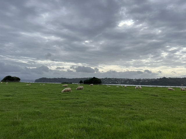 🌾 Ambury Regional Park｜奧克蘭西岸的親子農場秘境