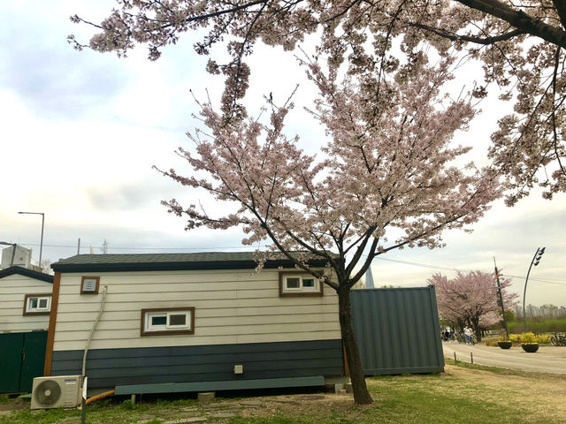 Spring at Ttukseom Hangang Park