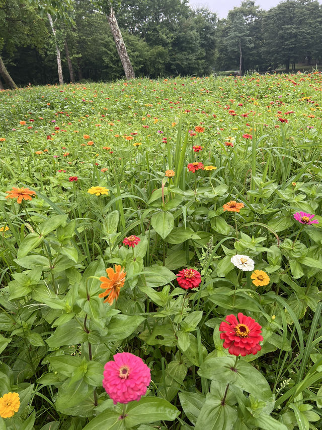 백일홍 정원