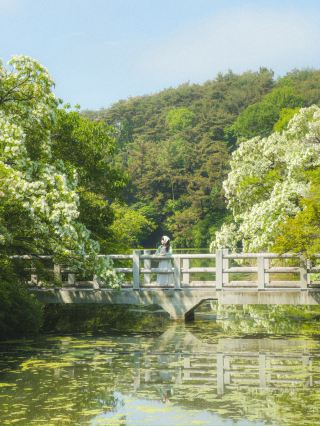 A Mystical Destination in Korea Every May