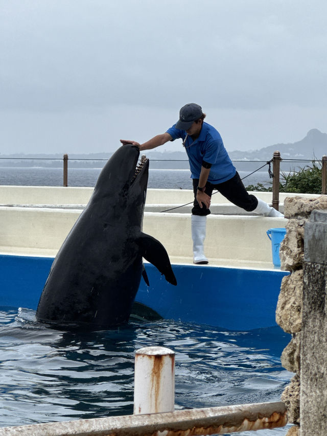 Okinawa Churaumi Aquarium