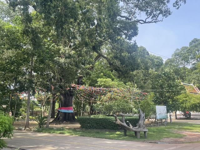 ต้นตะเตียนคู่