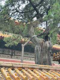 พระราชวังต้องห้าม (Forbidden City) : Beijing