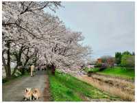 Ukiha : เมืองเล็กๆที่เหมือนอยู่ในโลกอนิเมะ