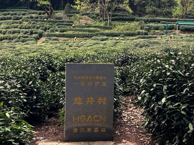 Tea Fields Forever: Wandering Through Long Jing Village