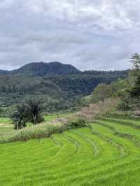 🌾 Medan’s Rice Terraces Are Nature’s Quiet Masterpiece