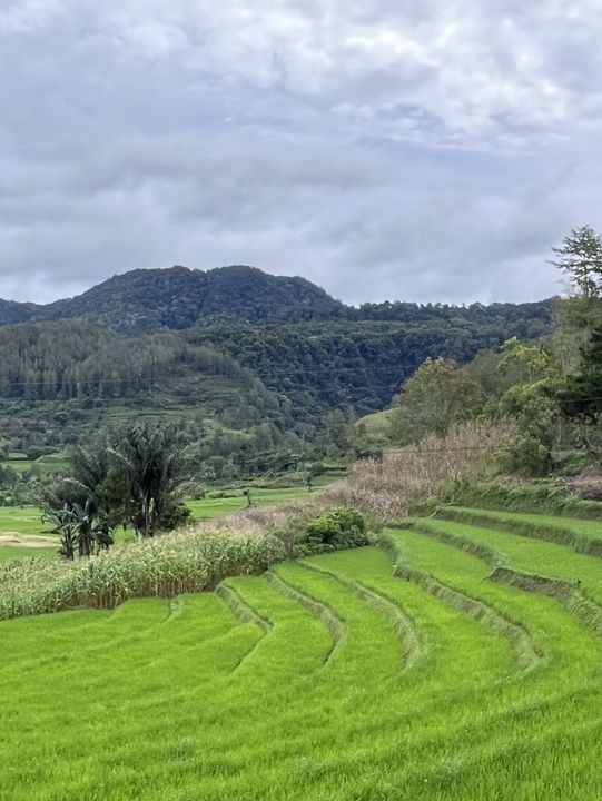 🌾 Medan’s Rice Terraces Are Nature’s Quiet Masterpiece