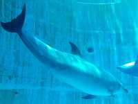 名古屋港水族館