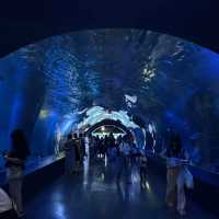 Maxell Aqua Park Shinagawa 🐡🐠🐟