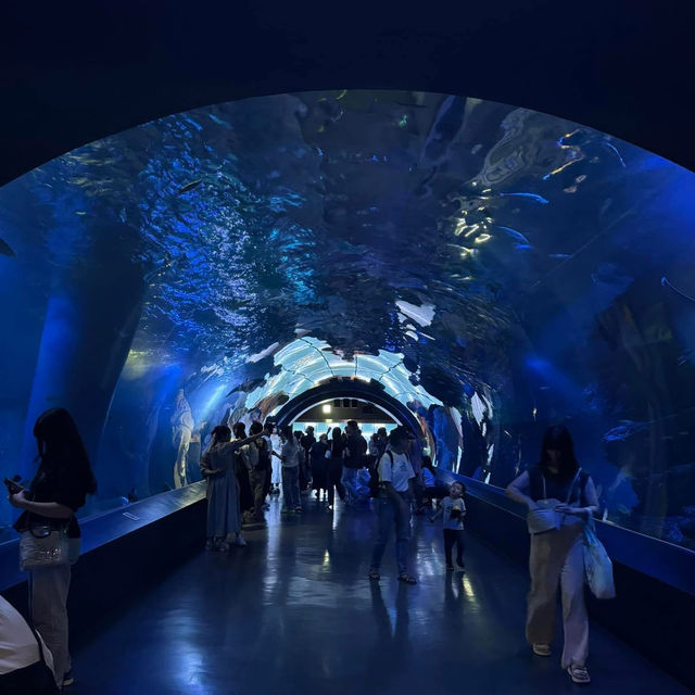 Maxell Aqua Park Shinagawa 🐡🐠🐟