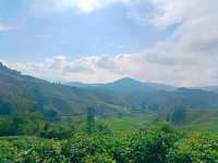 Escaping to the Highlands โ Alpacas, Tea & Chilly Breezes Await! ๐ฆ๐