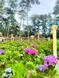 Baguio Botanical Garden: A Peaceful Nature Escape
