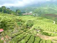 Cameron Highlands is truly a gem, offering nature’s beauty🌲🌳👫😎