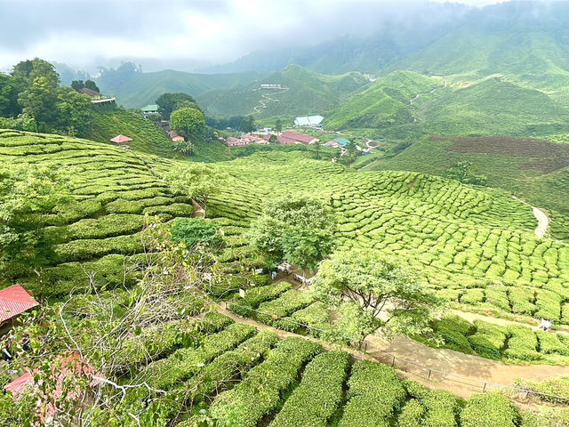 Cameron Highlands is truly a gem, offering nature’s beauty🌲🌳👫😎 Cameron Highlands is truly a gem, offering nature’s beauty🌲🌳👫😎
