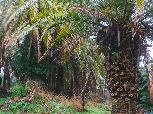 [제주도] 상가리 야자수 군락지 🌴 