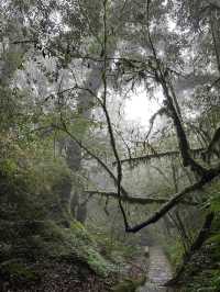 【哀牢山｜雲南的雲霧秘境】