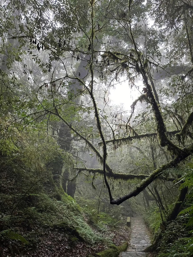 【哀牢山｜雲南的雲霧秘境】