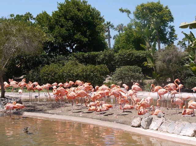 📍 아이들과 가기좋은 샌디에이고 씨월드 (SeaWorld San Diego)