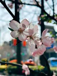 Mùa xuân ở Nam Kinh