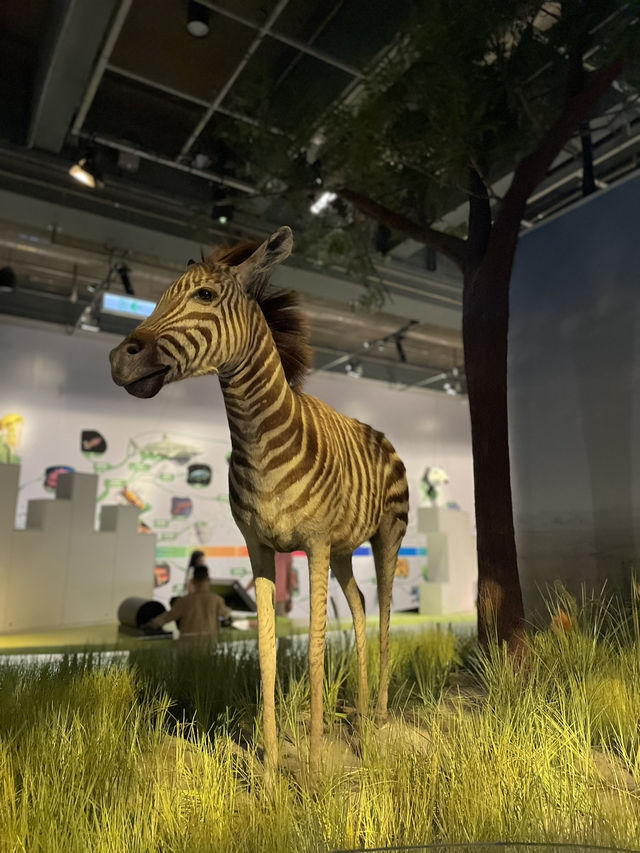 🇭🇰 Paleontology Gallery 🇭🇰 Paleontology Gallery
