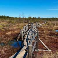 Breathe Deep: My Solo Recharge in Ķemeri National Park
