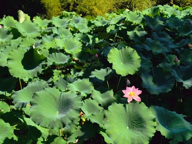 蘇州芸術巡り 蘇州芸術巡り