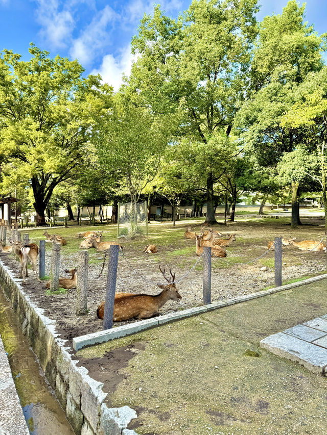 🏯 교토 근교 나라 도다이지(東大寺) 여행 가이드