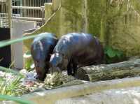 百萬城市美景的「塔龍加動物園」