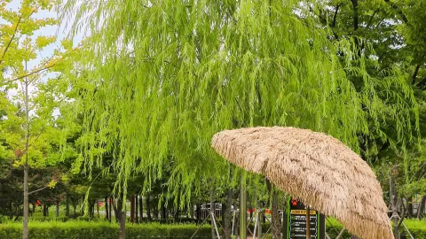 Would you like to visit Daegu Dalseo-gu's representative festival this fall? — traveler post in Daegu