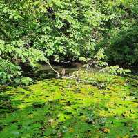 Forest Farm Country Park – Cardiff’s Quiet Wilderness Along the Taff