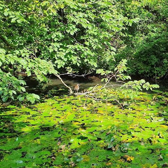 Forest Farm Country Park – Cardiff’s Quiet Wilderness Along the Taff Forest Farm Country Park – Cardiff’s Quiet Wilderness Along the Taff