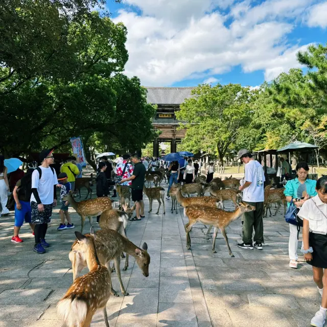 Путешествие в традиционную Японию с оленями, парк Нара