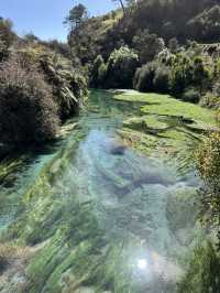 Putaruru Blue Spring (Te Waihou Walkway)