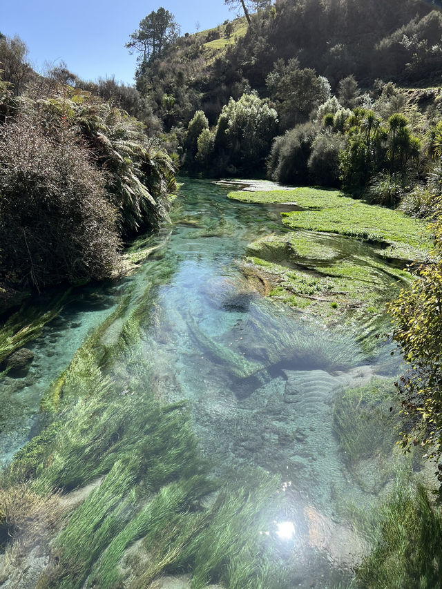Putaruru Blue Spring (Te Waihou Walkway)