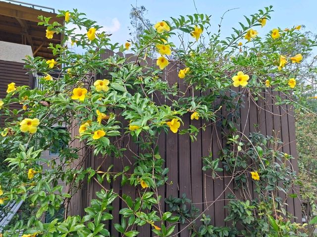 谷關桂花巷