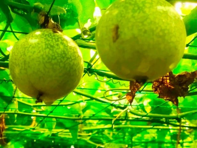 Sepang Itinerary | Passion Fruit Garden & Hiking Adventure