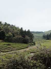 🍃 วันนี้เรามา “เก็บชา” กันที่ 福泉山茶山