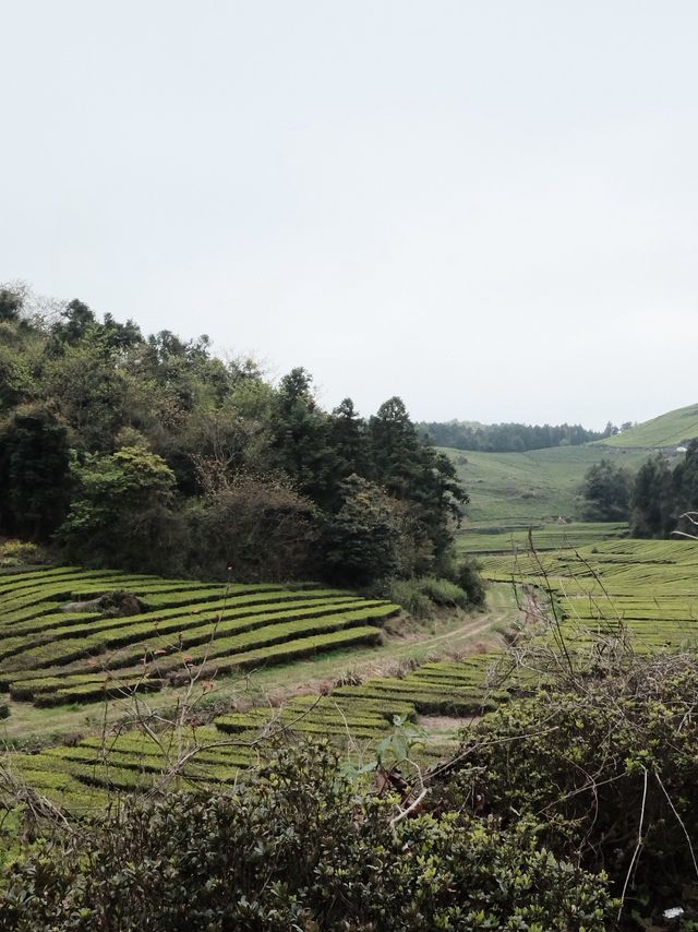 🍃 วันนี้เรามา “เก็บชา” กันที่ 福泉山茶山