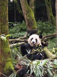 Panda Valley (Good Alternative to Chengdu Research Base of Giant Panda Breeding)