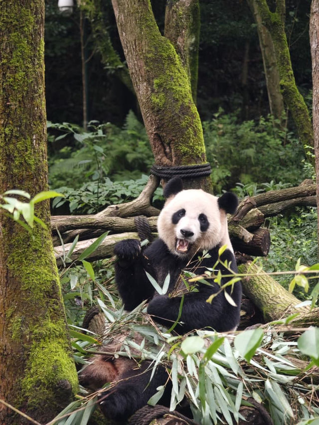 Panda Valley (Good Alternative to Chengdu Research Base of Giant Panda Breeding)