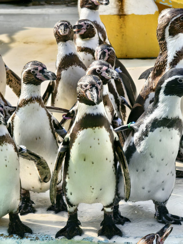 親子必去水族館人氣景點 親子必去水族館人氣景點