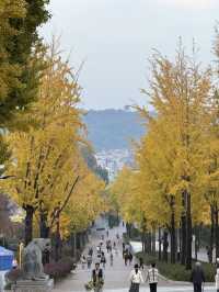 서울 도심 속 단풍 명소, 어린이대공원