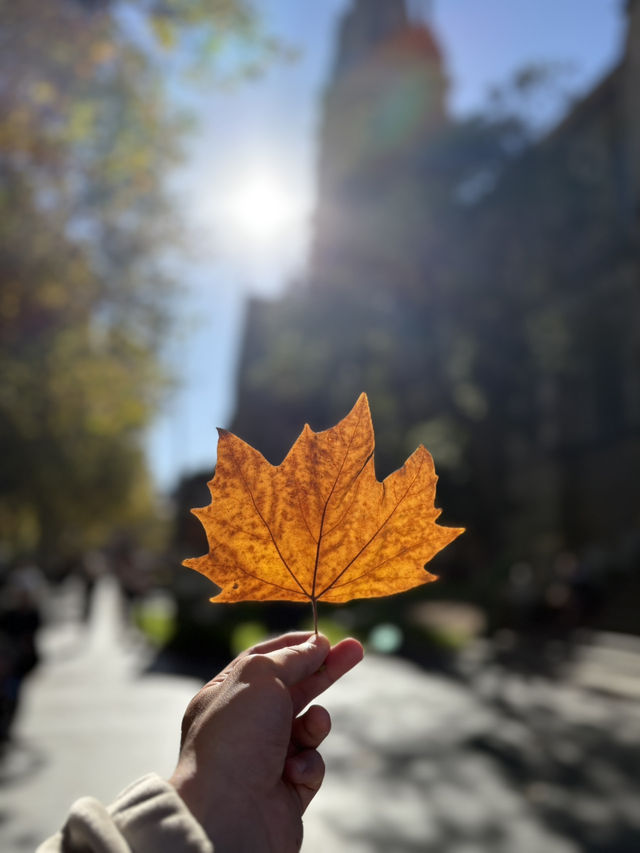 Australia’s Dreamy Adventures: Gold Coast Thrills & Melbourne Views 🏖️🌆